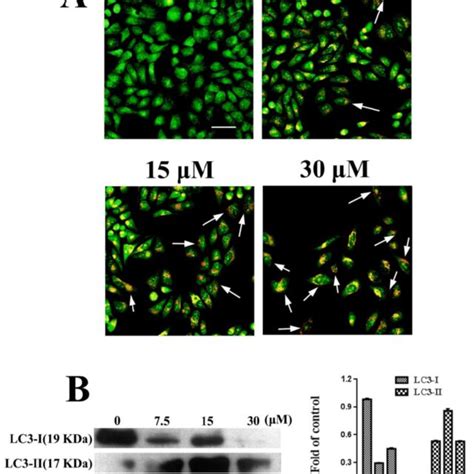 Autophagy Induced By FSH33 53 IIKK On PC3 Cells A PC3 Cells Were