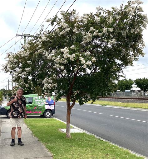 Lagerstroemia Natchez Crepe Myrtle Pot Hello Hello Plants