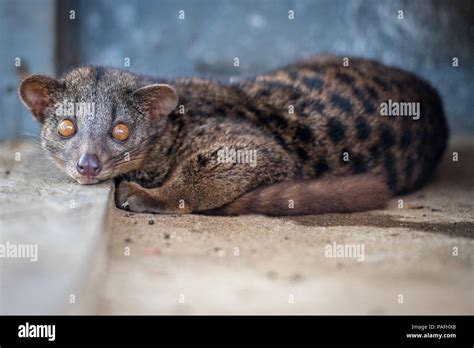 African Civet Cat Baby