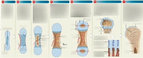 Endochondral Ossification Diagram Quizlet