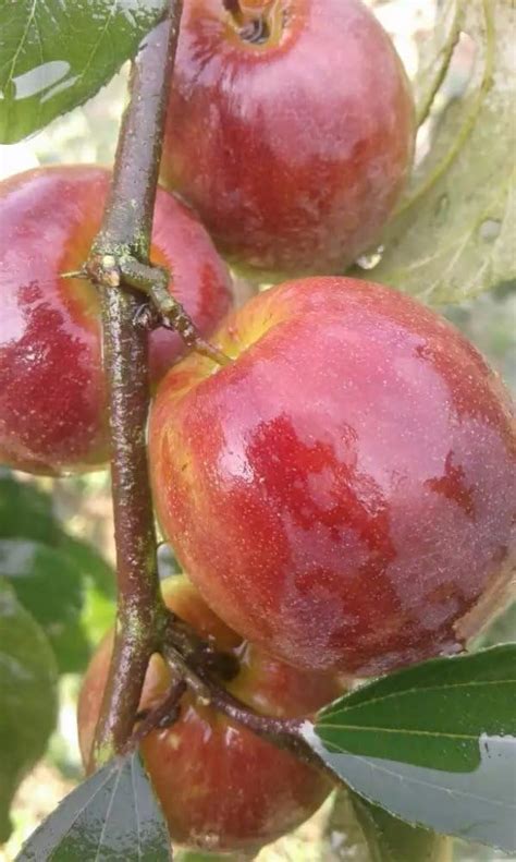 Rare Red Sundari Apple Ber Jujube Fruit Grafted Live Plant Next Year