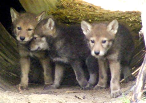 Rare Red Wolf Pups - ZooBorns