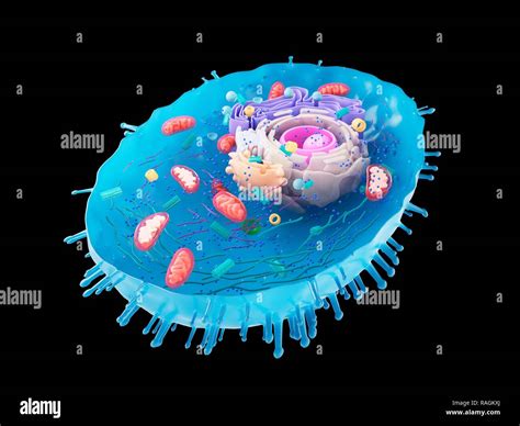 Abbildung Einer Menschlichen Zelle Querschnitt Stockfotografie Alamy