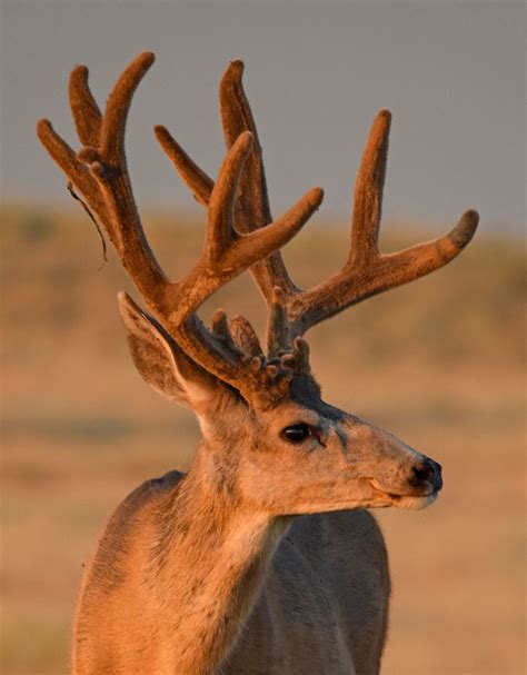 Colorados Iconic Mule Deer Colorado Outdoors Online