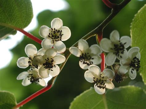 [플가] 개다래 Actinidia polygama