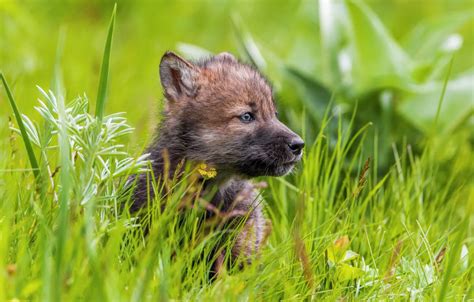 Wallpaper Summer Grass Wolf Spring Puppy The Cub Images For