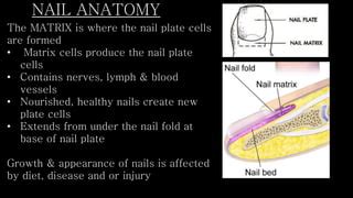 Milady Nail Structure PPT