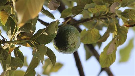 Cu Nto Tiempo Tarda En Crecer Un Rbol De Aguacates Gastrolab