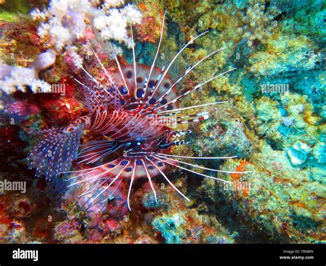 Spotfin Lionfish Broadbarred Firefish Pterois Antennata At The