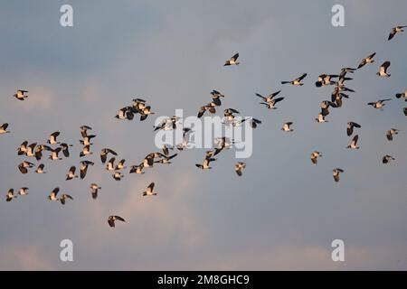 Northern Lapwing Flock Flying Kievit Groep Vliegend Stock Photo Alamy