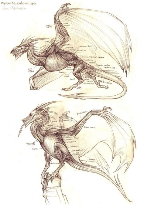 Tetrapod Dragons Or Hexapod Dragons Spacebattles