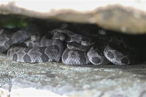 Baby Rattlers Wild View