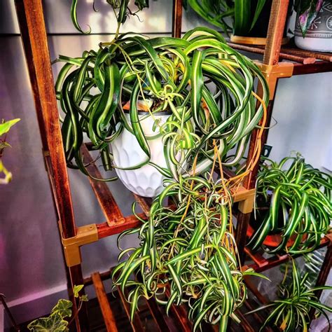 Spider Plant Bonnie Care Easy Tips For Growth