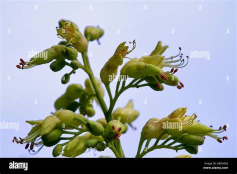 Buckeye tree hi-res stock photography and images - Alamy