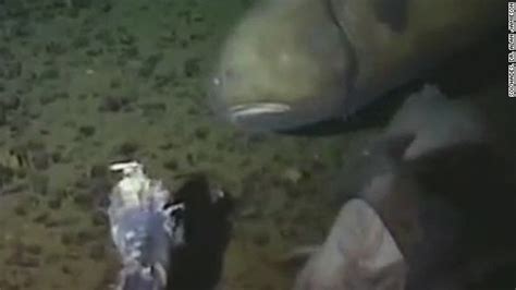 New Fish Discovered In Deepest Place Cnn Video