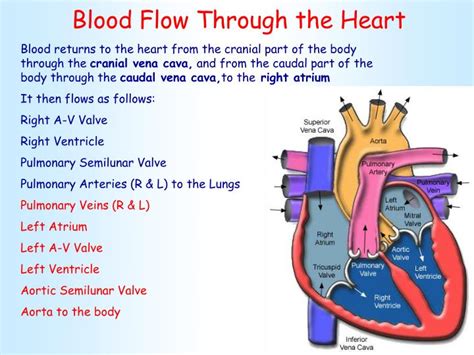 Ppt Cardio System Heart Anatomy Powerpoint Presentation Id6349613