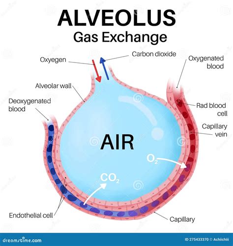 Capillaries And Alveoli Gas Exchange In Human Body Stock Illustration