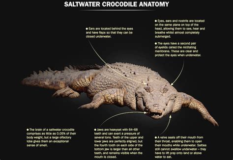 Wildlife of the Week: Saltwater Crocodile - Underwater360