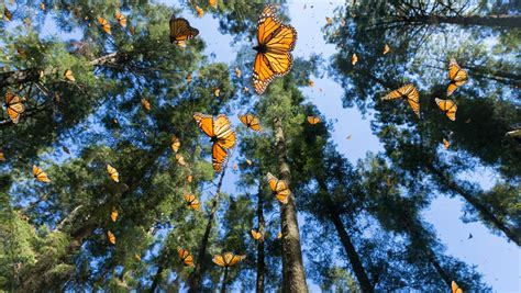 Subaru Drive Traveling The Monarch Highway