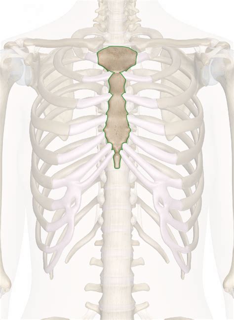 Sternum Anatomy Pictures And Information