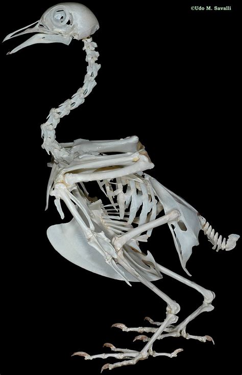 Bio370 Bird Skeleton