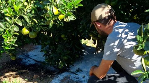 El primer biocarbón obtenido de la poda de cítricos de la costa