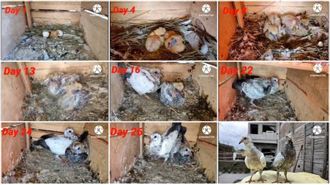 See The Pigeons Baby Growing For 1 To 30 Days YouTube