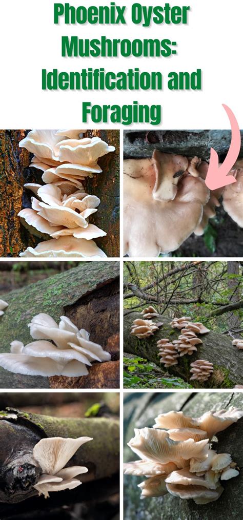 Phoenix Oyster Mushrooms Identification And Foraging Mushroom