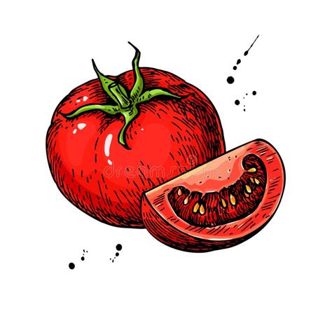 Dibujo Del Vector Del Tomate Tomate Aislado Y Pedazo Cortado Verdura