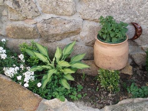 Fotos de unas flores para alegrar el día