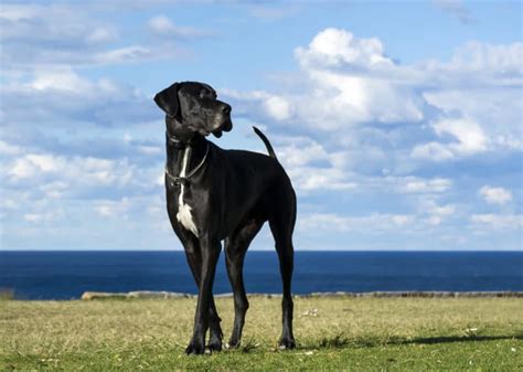 Ruhige Hunderassen Mit Bildern Hunde De