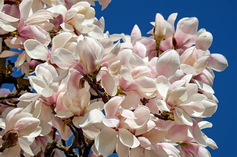 3000 Free Printemps Magnolia And Magnolia Images Pixabay