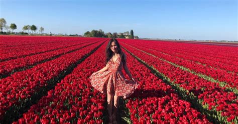 Da Amsterdam Tour Dei Tulipani Keukenhof E Tour Della Citt Di Delft