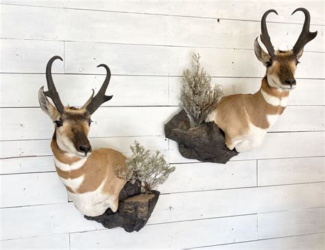 Antelope Wall Pedestal — Revival Taxidermy