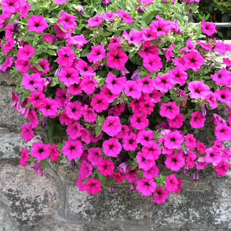 The 14 Best Cascading Plants For Retaining Walls Artofit