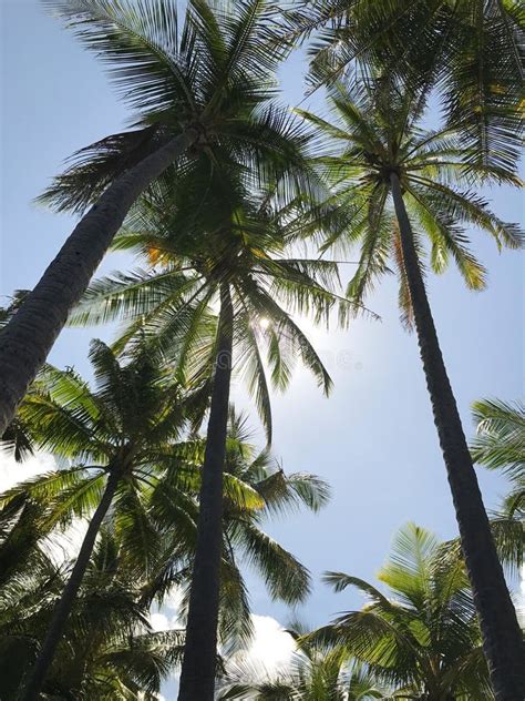 Hawaii Palm Trees on Beach stock image. Image of palm - 113509799