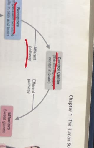 Location Of Body Fluids Homeostasis Flashcards Quizlet