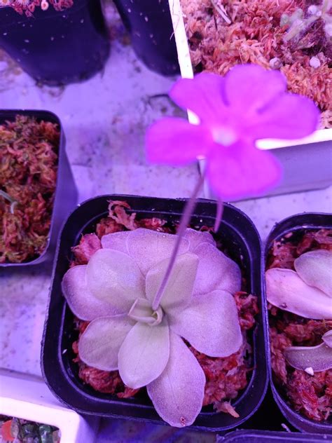 Pinguicula Colimensis X Cyclosecta Carnivorous Plant Furniture Home