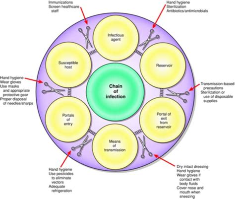 Components Of Infection Cycle Flashcards Quizlet