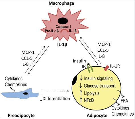 Schematic Representation Of Il 1b In The Mediation Of Download