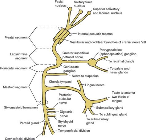 Cranial Nerve Vii The Facial Nerve Neupsy Key