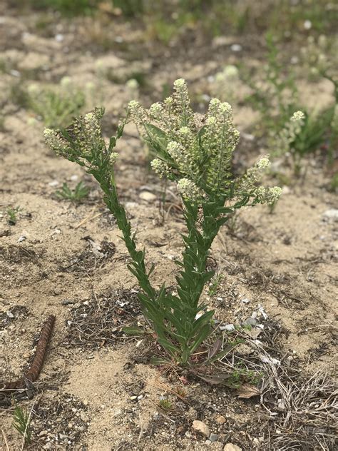 Deserto Flor Erva Daninha Foto Gratuita No Pixabay Pixabay