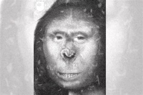 Is Ancient Apewoman Proof Of Bigfoot Scientists Dna Testing Claims