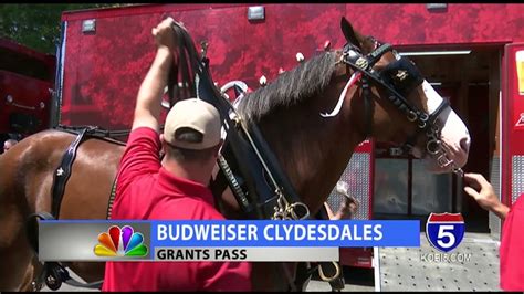 Busweiser Clydesdales Visit Grants Pass For Boatnik Youtube