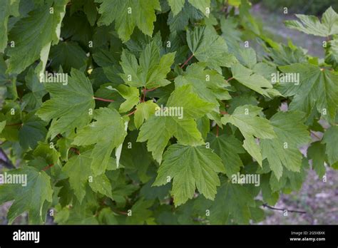 Fresh Leaves And Fruit Of Acer Pseudoplatanus Tree Stock Photo Alamy