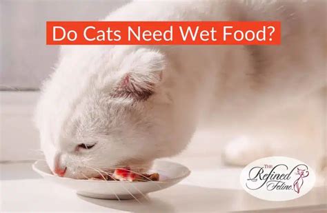 Do Cats Need Wet Food The Refined Feline