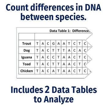 Molecular Dna Evidence Of Evolution Activity By Flying Colors Science