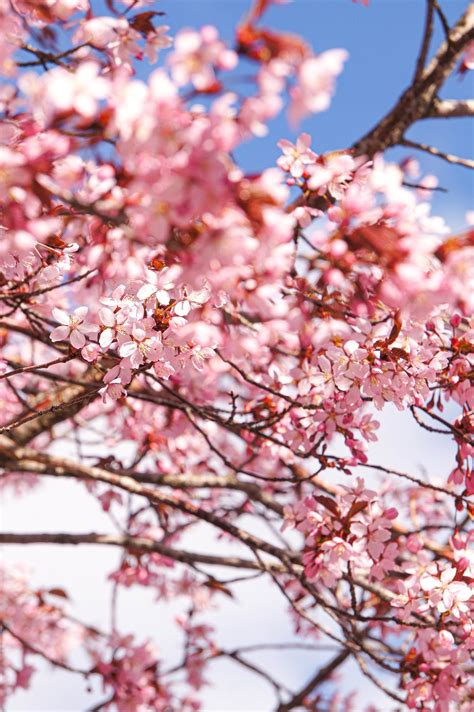 Flor De Cerejeira Flores Primavera Foto Gratuita No Pixabay Pixabay