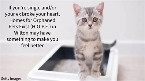 Wilton Animal Rescue Will Add Your Exs Name To A Litter Box For