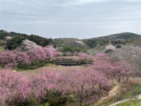 常陸風土記の丘の花見・桜情報【2025】｜ウェザーニュース